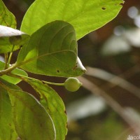 Timonius flavescens (Jacq.) Baker